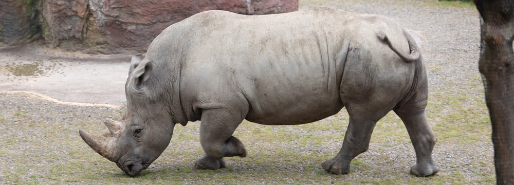 Foto: Zoo Zürich, Pascal Marty Breitmaulnashornbulle Kimba auf dem Winterplatz der Lewa Savanne.
