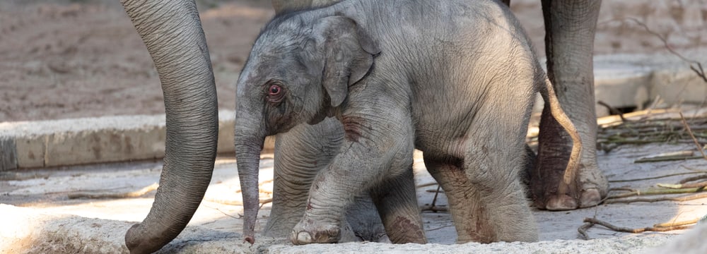 Junger Elefantenbulle Umesh im Zoo Zürich.