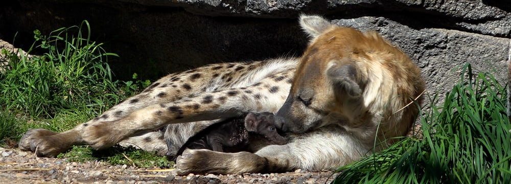 Tüpfelhyäne Tesi mit ihrem Jungtier.