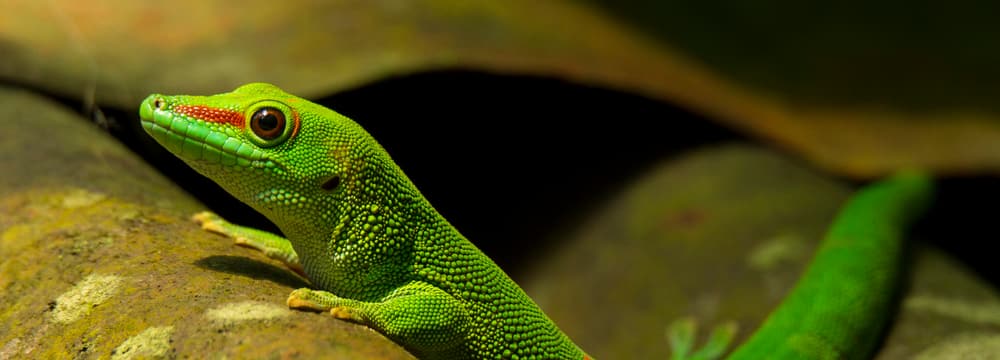 Grosser Madgaskar-Taggecko.