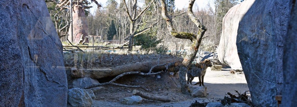 Einblick Hyänenanlage in der Lewa Savanne im Zoo Zürich. 