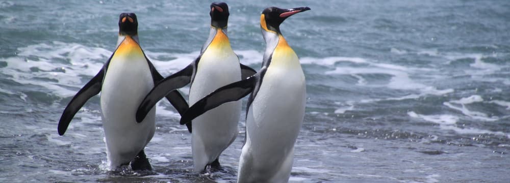 Königspinguine in der Antarktis