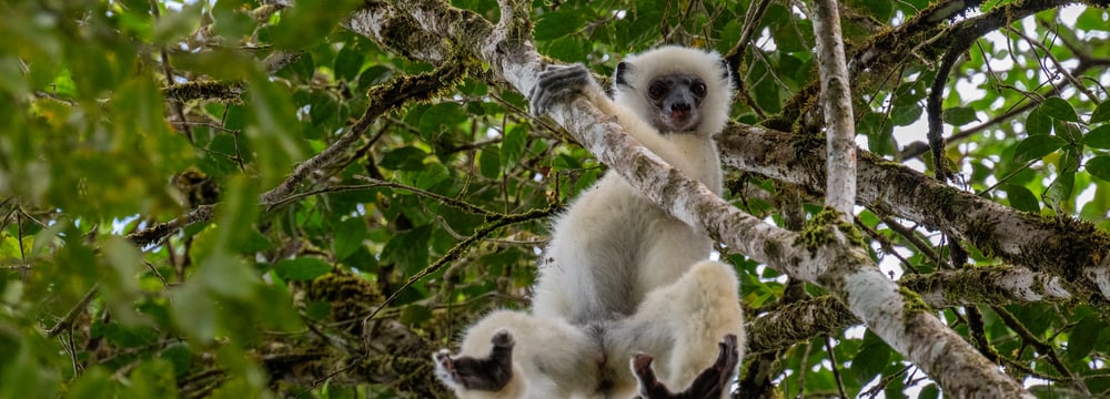 Seiden-Sifaka hängt an einem Baum im Makira-Naturpark.