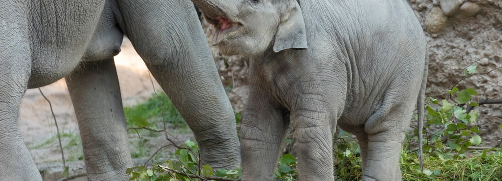 Asiatischer Elefant Ruwani im Elefantenpark des Zoo Zürich