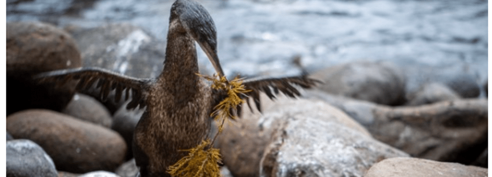 Ein Bild, das Rock, draußen, Wasservogel, Vogel enthält.  Automatisch generierte BeschreibungFlugunfähiger Kormoran beim Nestbau © Amy MacLeod  