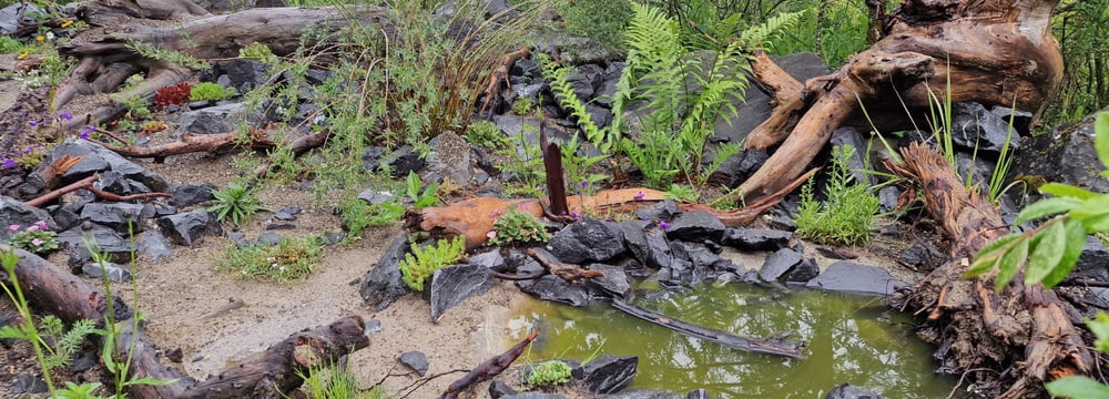 Fläche für Insekten, Amphibien und Reptilien zur Förderung einheimischer Biodiversität.