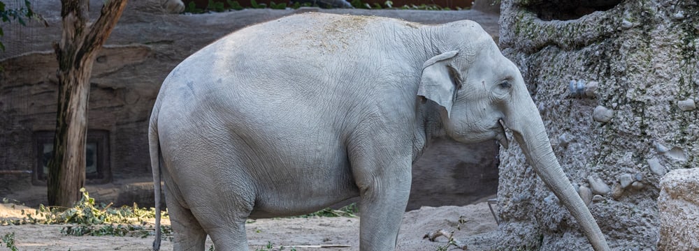 Elefantenkuh Farha auf der Innenanlagen im Zoo Zürich.