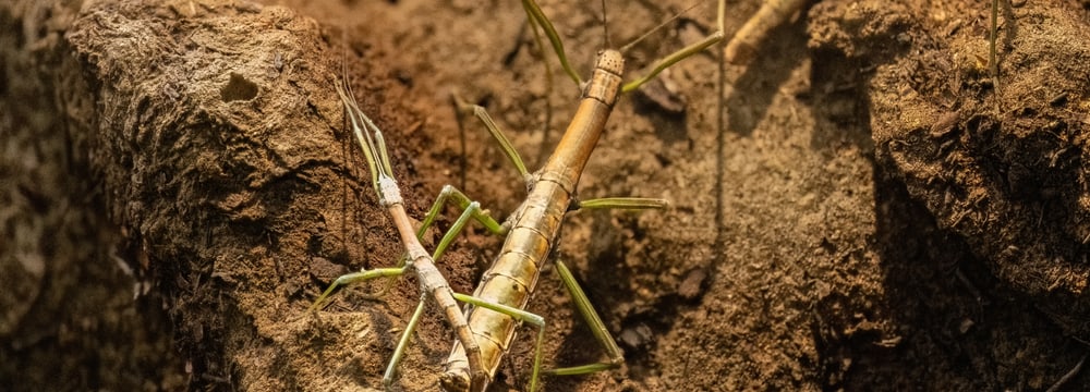 Foto: Zoo Zürich, Fabio Süess Nui Chua stick insect at Zoo Zurich