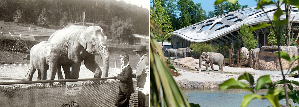 Historische Aufnahme aus dem Zoo Zürich.