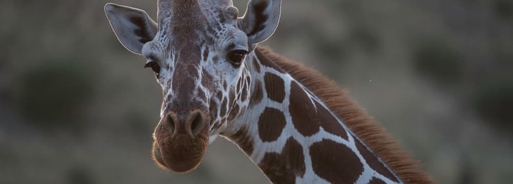 Netzgiraffe im Lewa Wildlife Conservancy in Kenia.