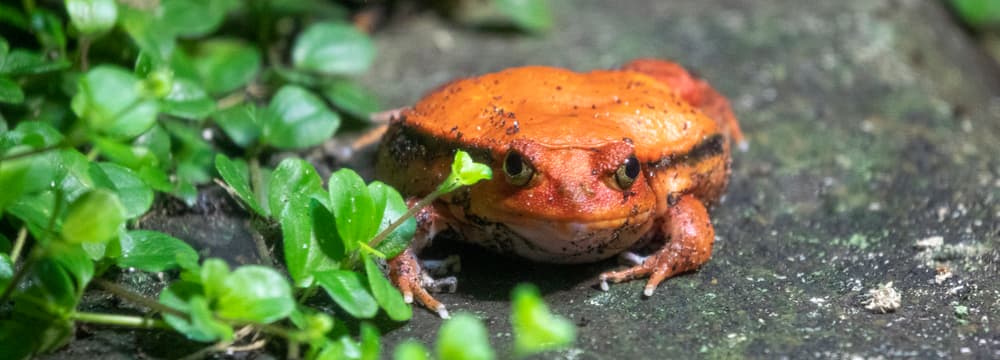 Foto: Zoo Zürich, Enzo Franchini Tomatenfrosch im Zoo Zürich