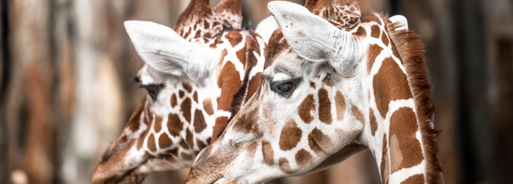 Reticulated giraffe