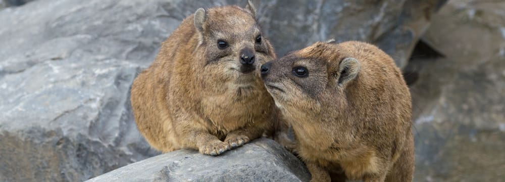 Kap-Klippschliefer im Zoo Zürich.