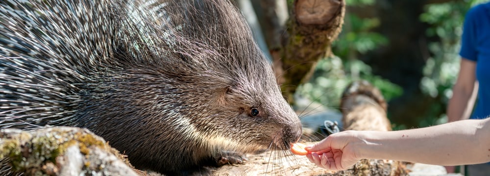 Tiererlebnis Stachelschweinfütterung in der Lewa Savanne des Zoo Zürich.