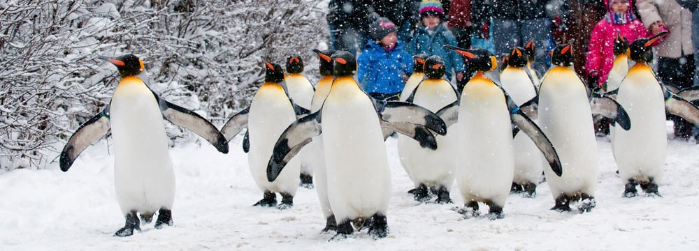 Pinguinparade im Zoo Zürich