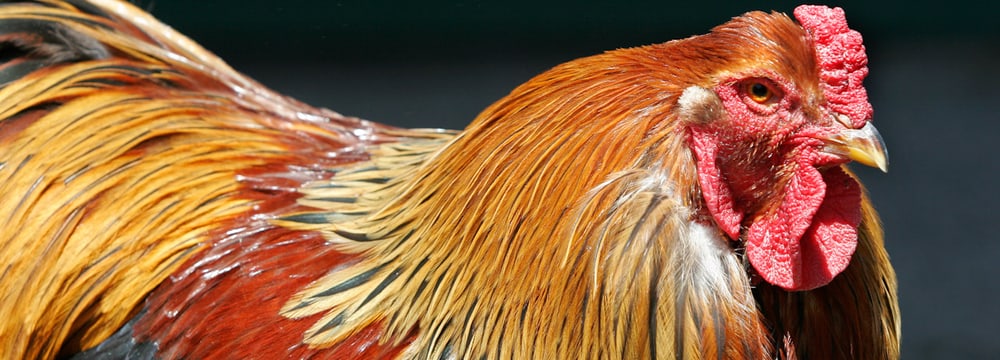 Foto: Zoo Zürich, Enzo Franchini Brahma-Huhn im Zoo Zürich.