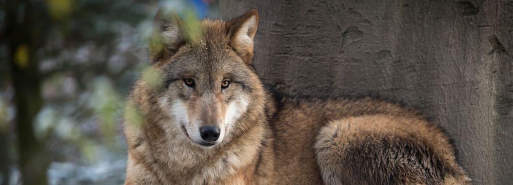 Mongolischer Wolf im Zoo Zürich