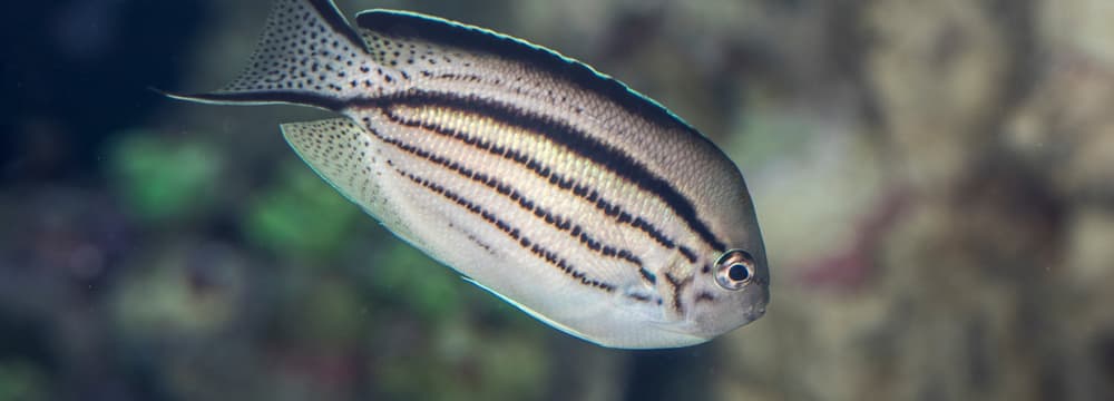 Foto: Zoo Zürich, Enzo Franchini Lamarcks Lyrakaiserfisch