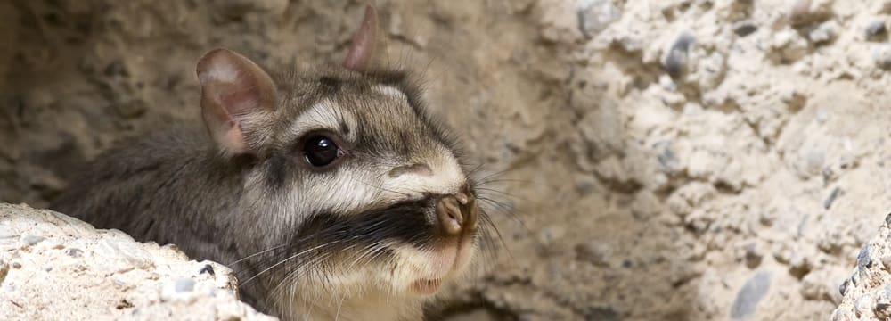 Foto: Zoo Zürich, Enzo Franchini Flachland-Viscacha im Zoo Zürich.
