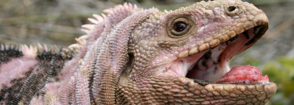 Erwachsener Rosa Landleguan ã Giuliano Colosimo Erwachsener Rosa Landleguan ã Giuliano Colosimo