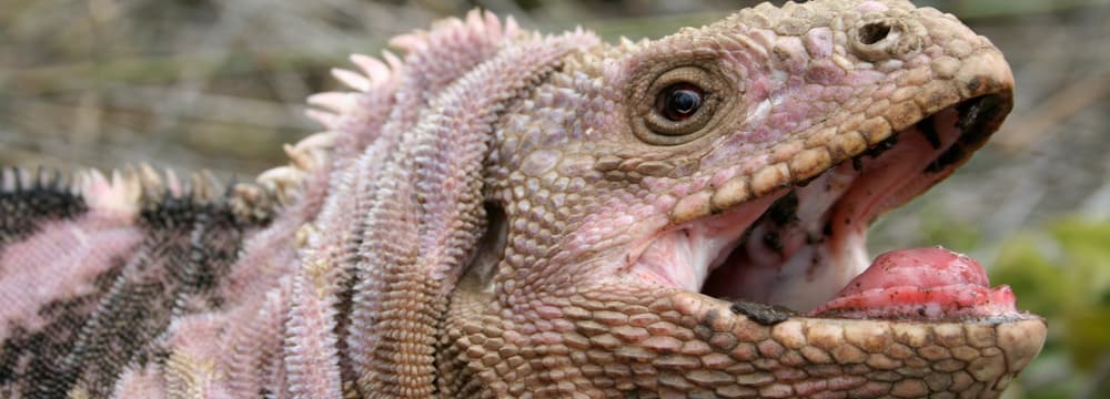 Erwachsener Rosa Landleguan ã Giuliano Colosimo 