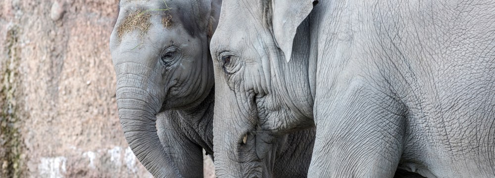 Asiatische Elefanten Omysha und Chandra im Zoo Zürich.