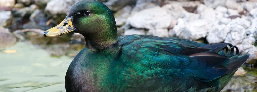 Foto: Zoo Zürich, Karsten Blum Smaragdente im Zoo Zürich.