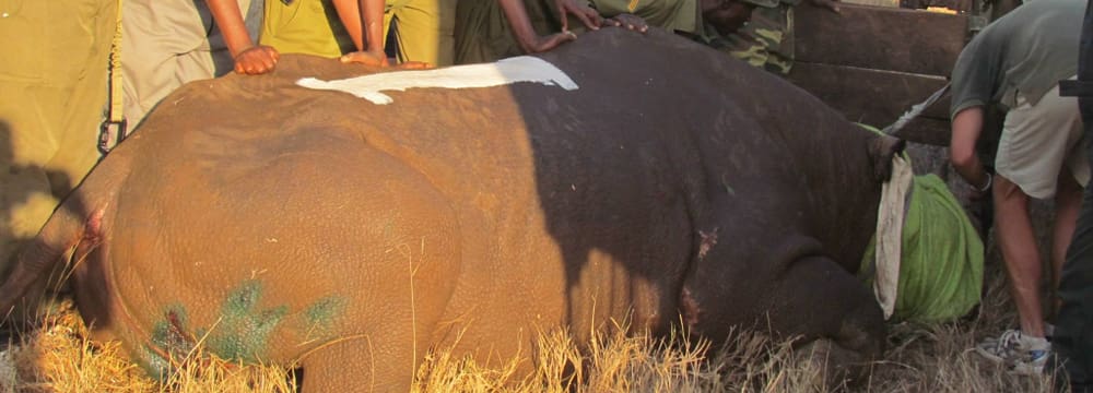Foto: Lewa Wildlife Conservancy LWC Nashorn-Translokation in Kenia.