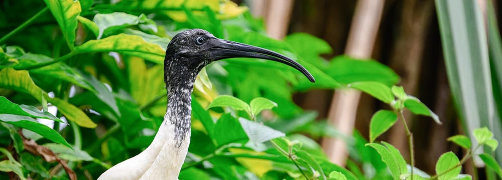 Hellaugen Ibis Hellaugen Ibis im Masoala Regenwald