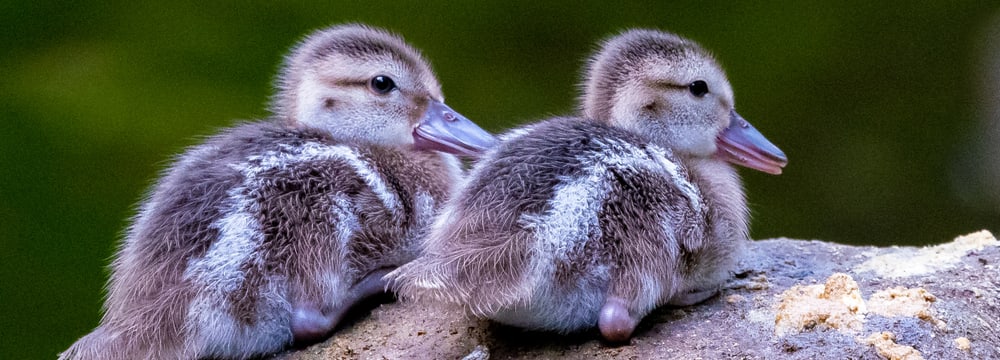 Photo: Zoo Zurich, Albert Schmidmeister Bernier's teal chicks in the Masosala Rainforest at Zoo Zurich.