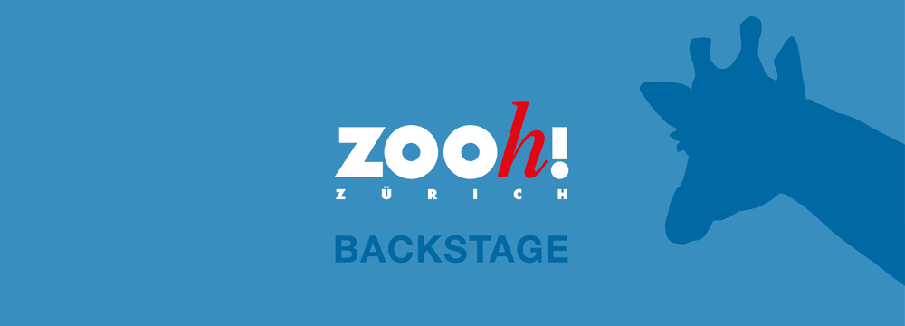 Visual Podcast Zoo Zürich Backstage.