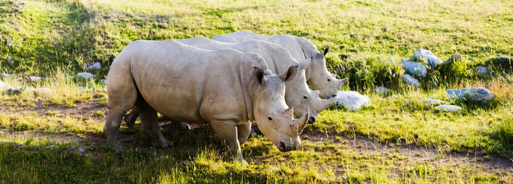 Zoo Zürich, Goran Basic Breitmaulnashörner auf der Savanne