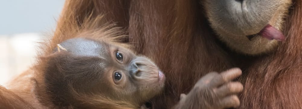 Junger Sumatra-Orang-Utan Riang im Zoo Zürich.