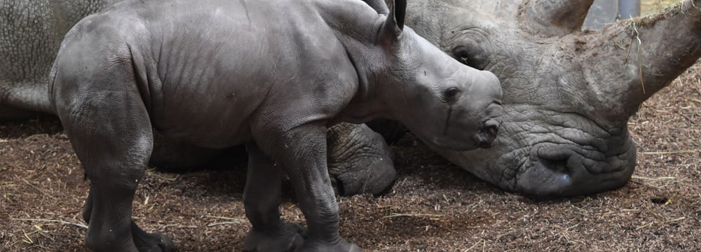 Breitmaulnashorn Ushindi im Zoo Zürich.