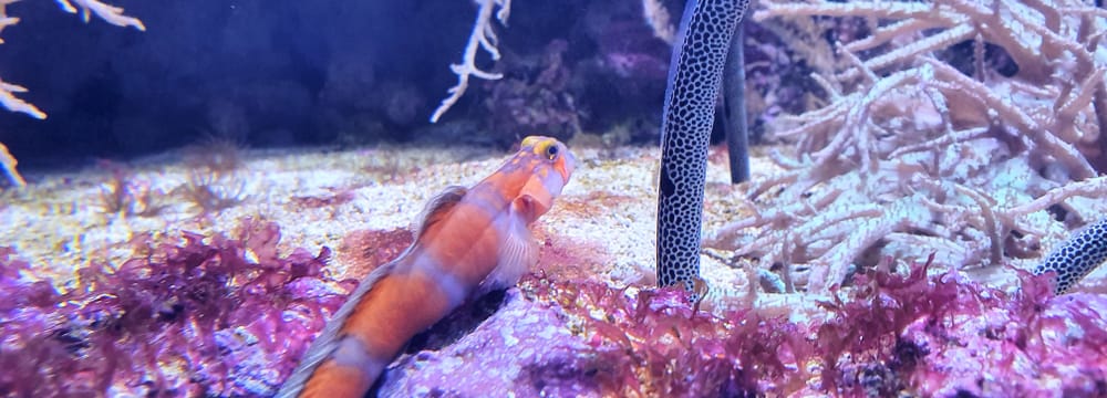 Photo: Zurich Zoo, Dirk Loddenkemper Pinkbar goby