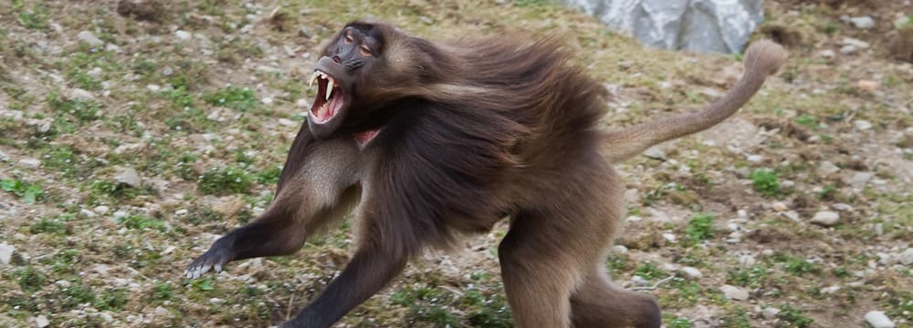 Foto: Zoo Zürich, Enzo Franchini Dschelada-Männchen im Semien Gebirge des Zoo Zürich.