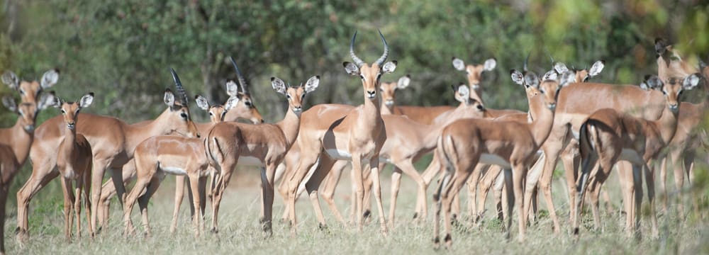 Foto: Zoo Zürich, Martin Bucher Impalas im Lewa Wildlife Conservancy in Kenia.