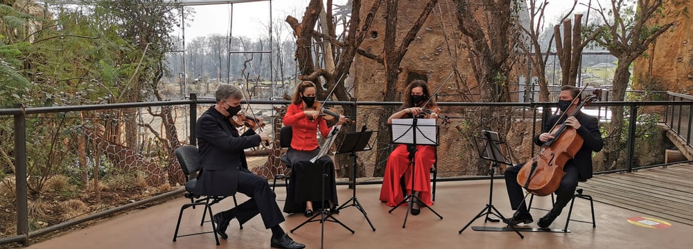 Das Streichquartett des Zürcher Kammerorchesters spielt in der Lewa Savanne im Zoo Zürich.
