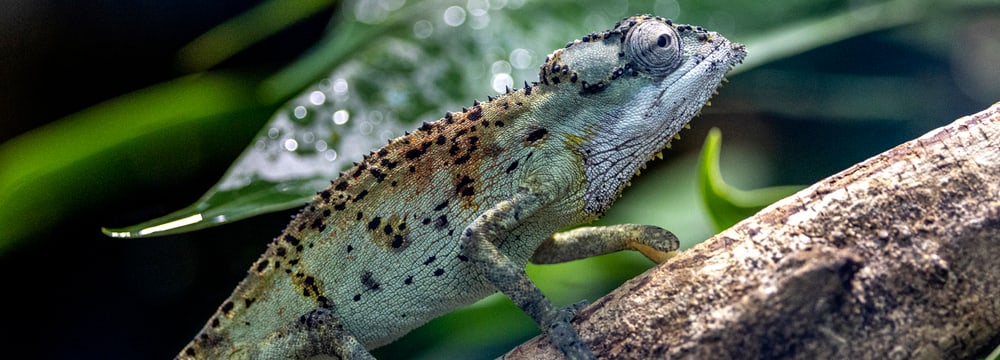 Seychellen-Tigerchamäleon