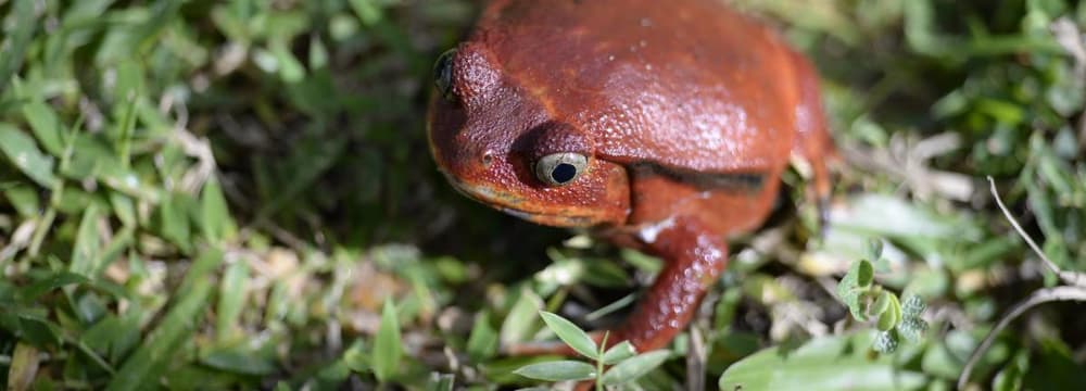 Foto: Zoo Zürich, Martin Bauert Tomatenfrosch im Masoala Nationalpark.
