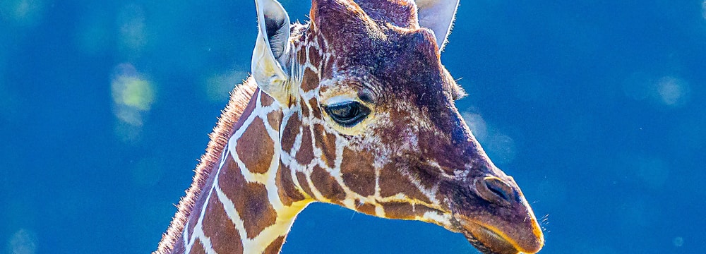Netzgiraffe Jahi in der Lewa Savanne des Zoo Zürich.