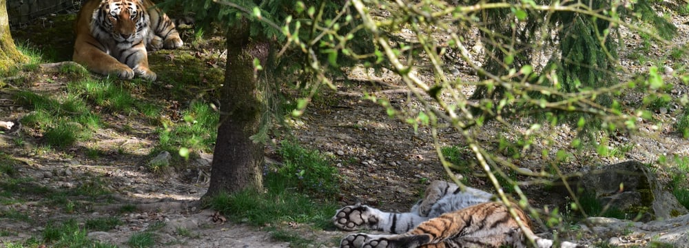 Amurtiger Sayan und Elena im Zoo Zürich.