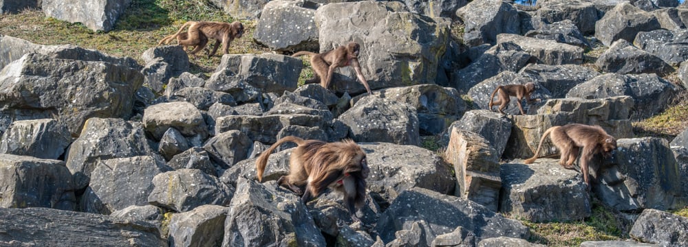 Dscheladas im Semien Gebirge im Zoo Zürich