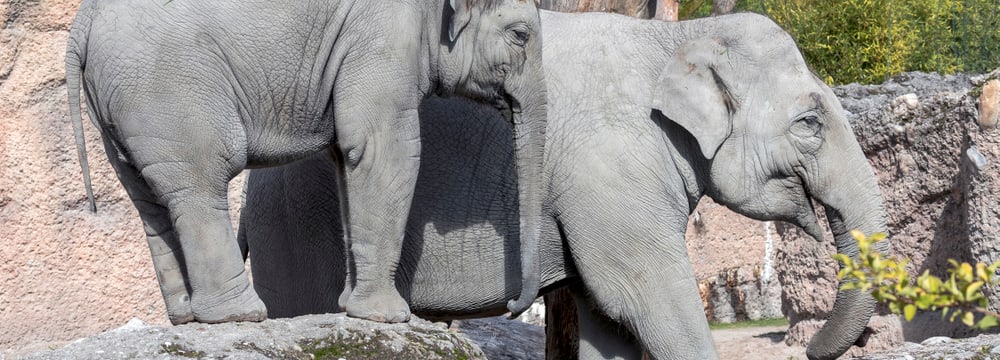 Asiatische Elefanten Omysha und Chandra im Zoo Zürich.