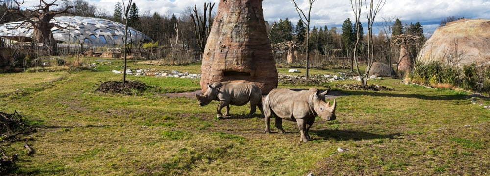 Lewa_Savanne_Zoo_Zuerich