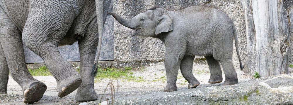 Elefanten-Jungtier Zali mit Mutter Farha im Zoo Zürich.