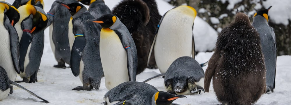 Königspinguine im Schnee