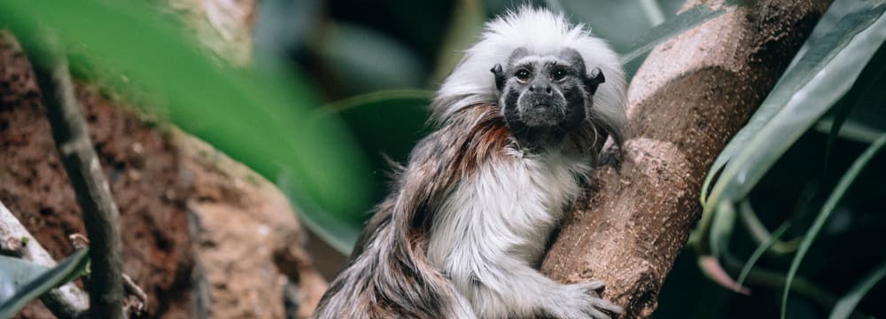 Foto: Zoo Zürich, Nick Soland Pinché à crête blanche