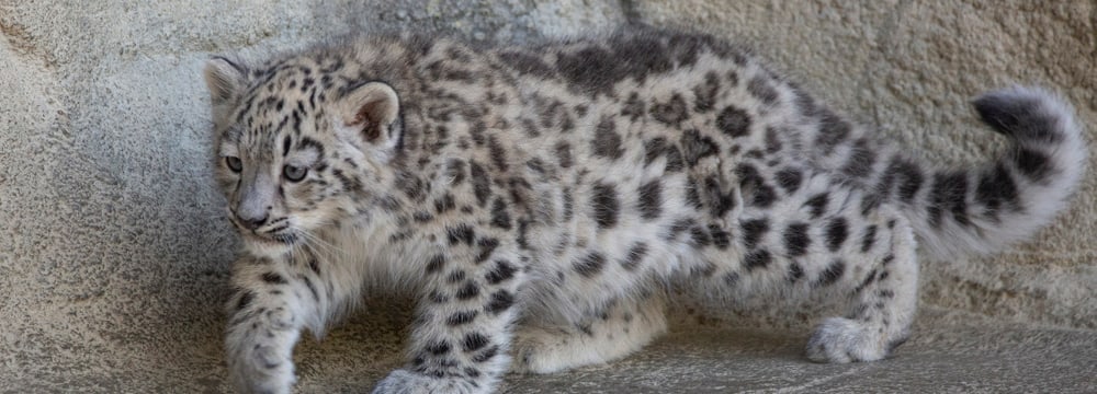 Schneeleoparden-Jungtier Warja im Zoo Zürich.