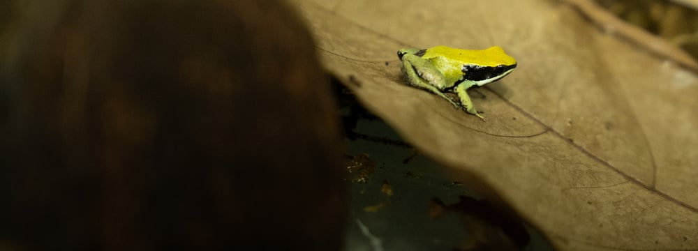 Grünes Buntfröschchen im Zoo Zürich